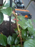 DSC00556.webp