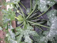 PICT0085.webp