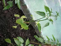 PICT0081.webp