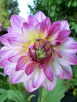CIMG0583.webp