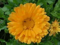 CIMG0588.webp