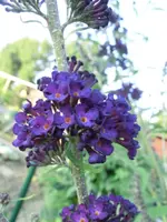 CIMG0586.webp