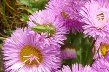 25. Babschi - Ein Platz zum ausruhen..webp 25. Babschi - Ein Platz zum ausruhen..webp