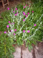 Salbeiart.webp