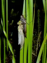 DSC01730 - 2011-06-27 - schöne der nacht.webp