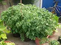 Kartoffeln im Eimer.webp