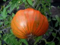 marmandino_one_f1.webp