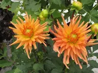 Bild 244.webp