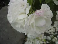 DSC09543.webp