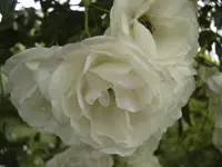 DSC09544.webp