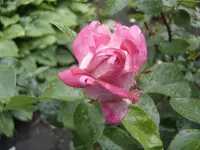 DSC09546.webp