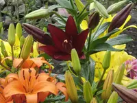 DSC09547.webp