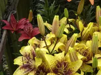 DSC09549.webp