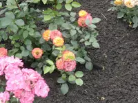 DSC09553.webp