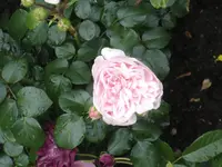 DSC09555.webp