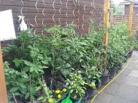 Tomaten.webp
