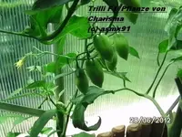 BILD0015.webp