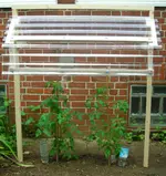 Tomaten 28.06.12-1.1.webp
