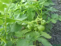 juni 026.webp