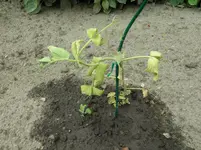 DSCN1732.webp