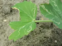 DSCN1733.webp
