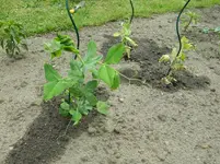 DSCN1734.webp