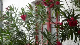 DSCN3175.webp