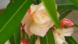 DSCN3176.webp