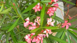 DSCN3177.webp