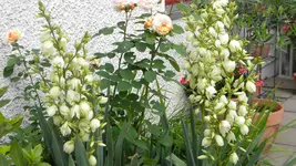 DSCN3178.webp