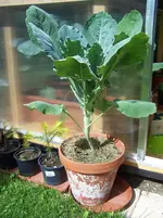 Romanesco1.webp