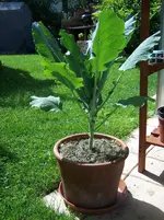 Romanesco2.webp