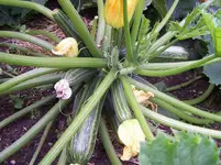 viele Zucchinis.webp