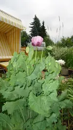 DSC01619 Schlafmohn.webp