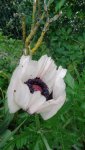 DSC01390 Papaver  orientale.JPG