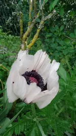 DSC01390 Papaver  orientale.webp