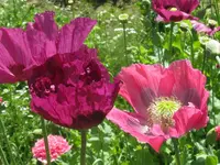 IMG_0208_1024x768.webp