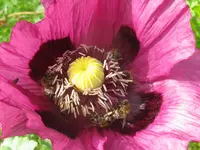 IMG_0186_1024x768.webp