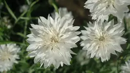 DSC01623.webp
