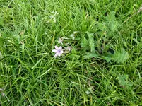 Unkraut 1-1 (Large).webp