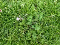 Unkraut 1-2 (Large).webp