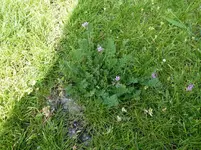 Unkraut 1-3 (Large).webp