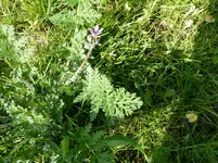 Unkraut 1-4 (Large).webp