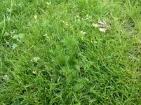 Unkraut 2-1 (Large).webp