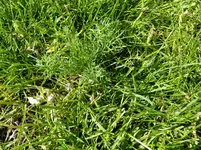 Unkraut 2-2 (Large).webp