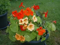 IMGP0719.webp