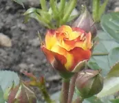 DSC09564.webp