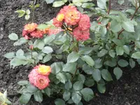 DSC09565.webp