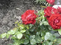 DSC09566.webp