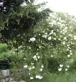 DSC09606.webp
